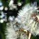 Illustration for article titled Climate Change Is Creating a Nightmare for Allergy Sufferers